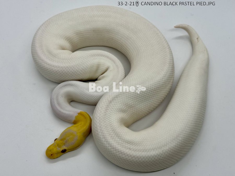 CANDINO BLACK PASTEL PIED